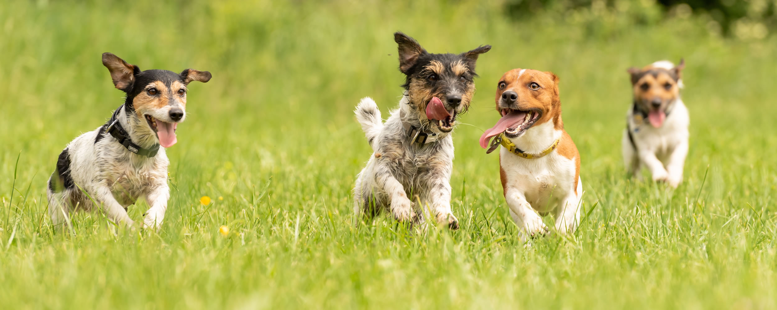 Harrogate Dog Walking & Home Visits | 07718 272 965